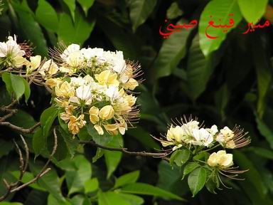 «ö¦¹¦b·sµøµ¡ÂsÄý¹Ï¤ù