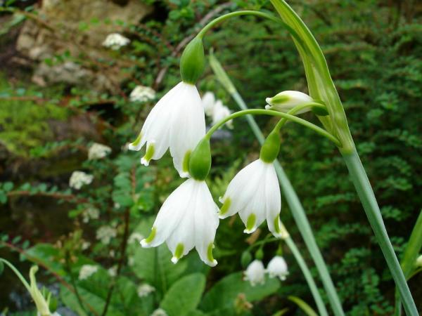 «ö¦¹¦b·sµøµ¡ÂsÄý¹Ï¤ù