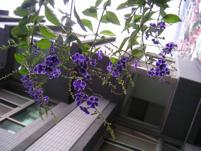 «ö¦¹¦b·sµøµ¡ÂsÄý¹Ï¤ù