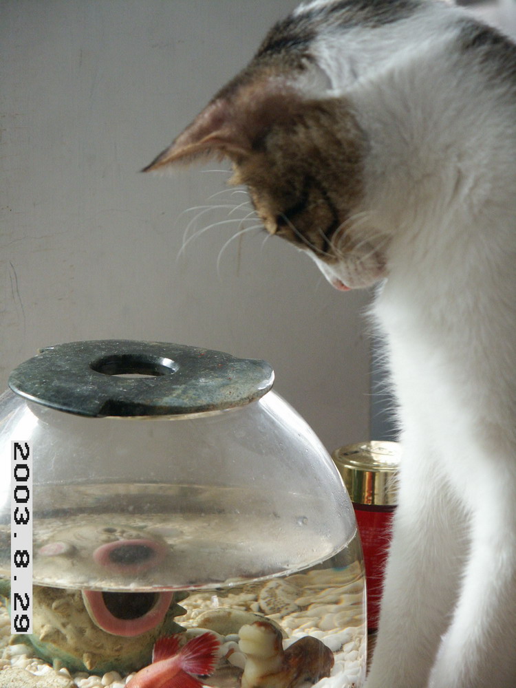 «ö¦¹¦b·sµøµ¡ÂsÄý¹Ï¤ù