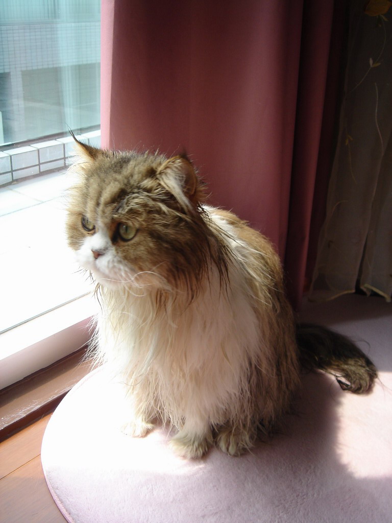 «ö¦¹¦b·sµøµ¡ÂsÄý¹Ï¤ù