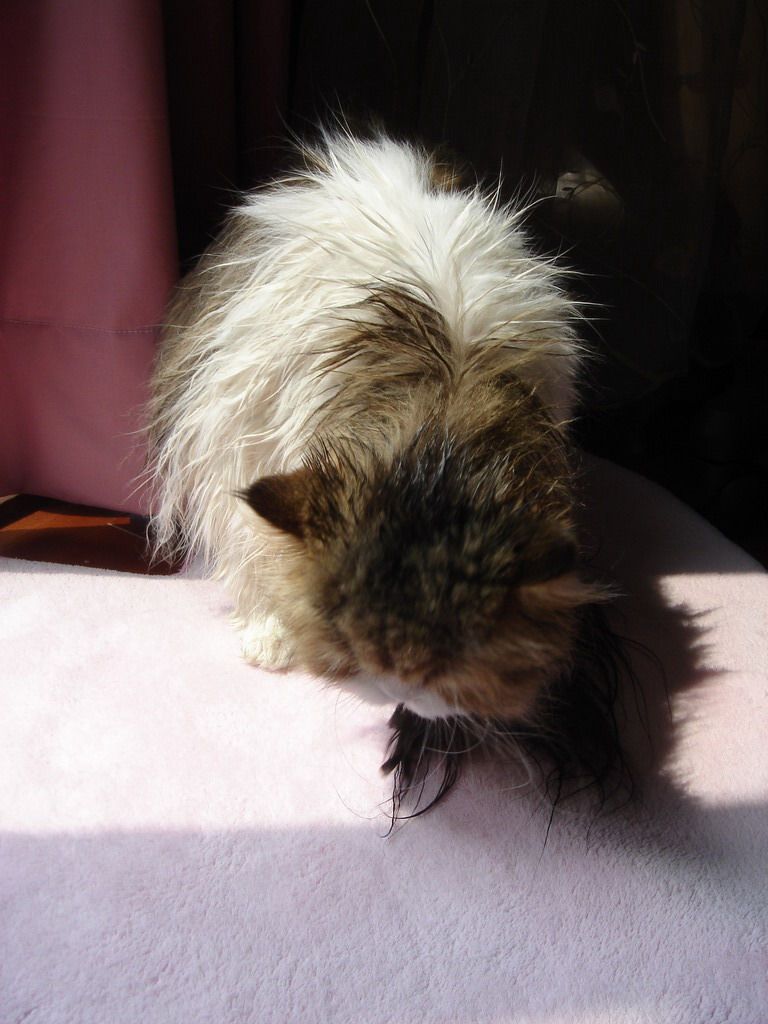 «ö¦¹¦b·sµøµ¡ÂsÄý¹Ï¤ù