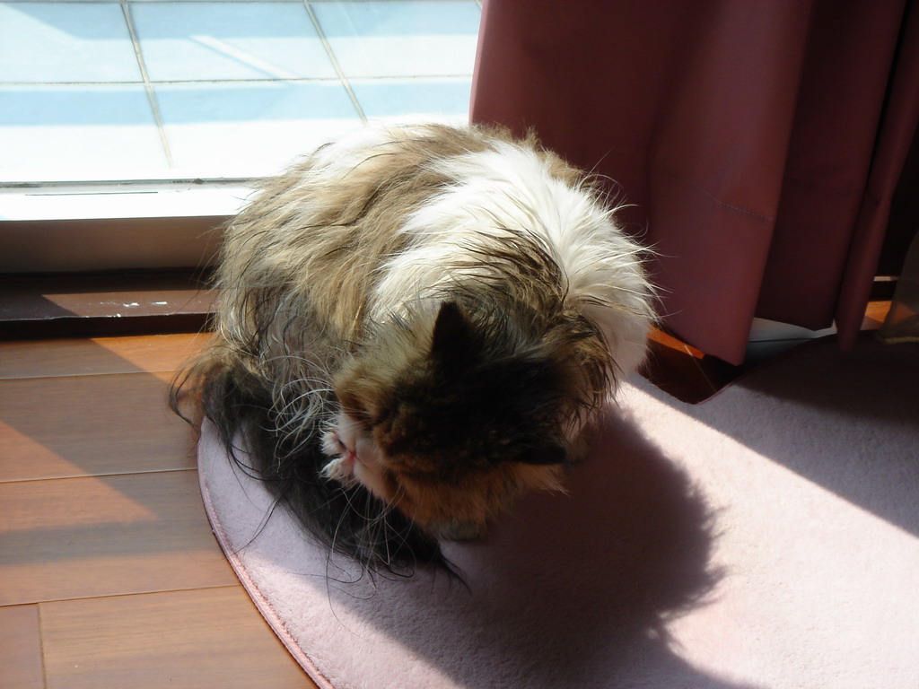 «ö¦¹¦b·sµøµ¡ÂsÄý¹Ï¤ù