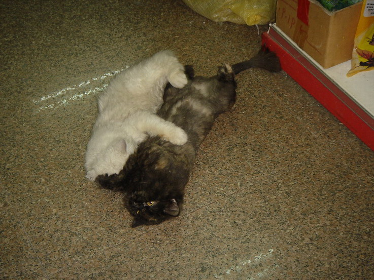 «ö¦¹¦b·sµøµ¡ÂsÄý¹Ï¤ù