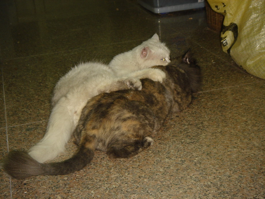 «ö¦¹¦b·sµøµ¡ÂsÄý¹Ï¤ù