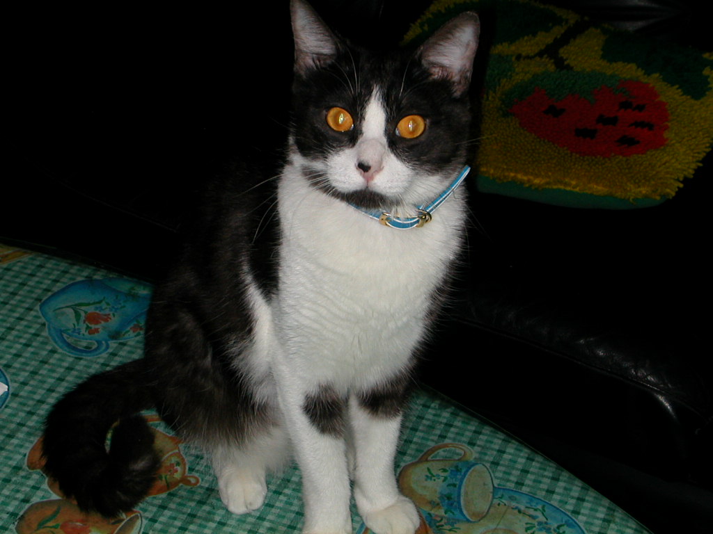 «ö¦¹¦b·sµøµ¡ÂsÄý¹Ï¤ù