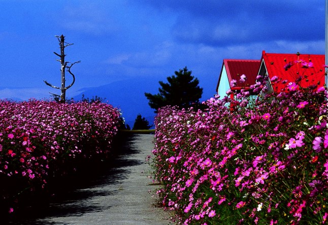 按此在新視窗瀏覽圖片