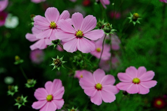 按此在新視窗瀏覽圖片