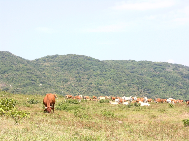 按此在新視窗瀏覽圖片