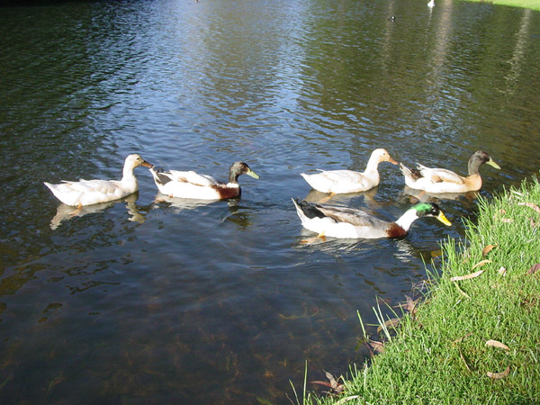 按此在新視窗瀏覽圖片