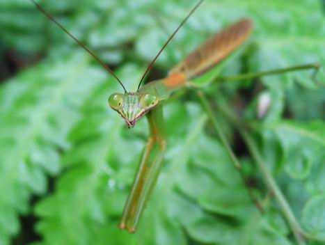 按此在新視窗瀏覽圖片