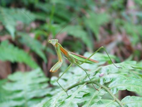按此在新視窗瀏覽圖片