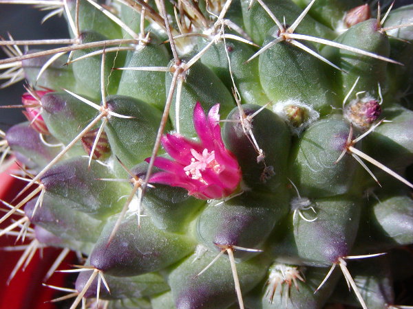 按此在新視窗瀏覽圖片