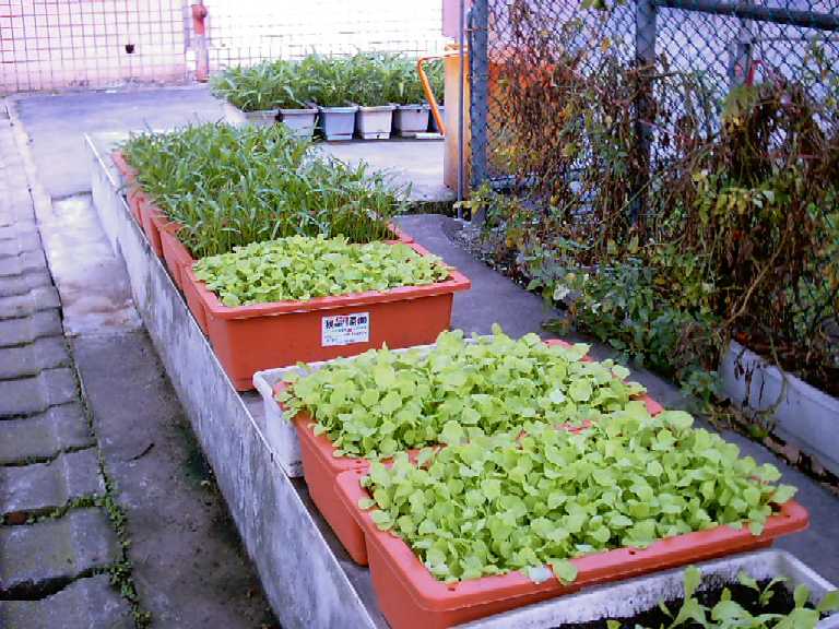 按此在新視窗瀏覽圖片