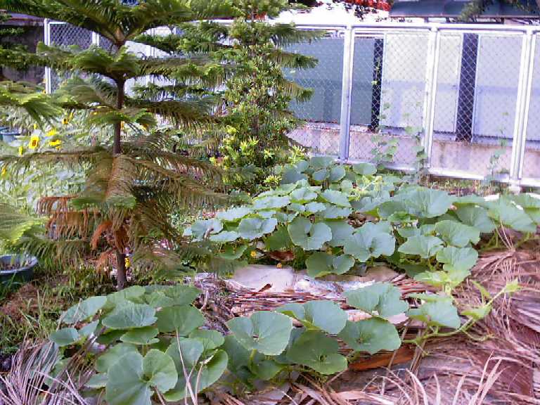 按此在新視窗瀏覽圖片