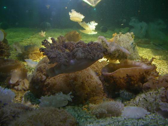 按此在新視窗瀏覽圖片