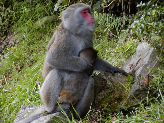 按此在新視窗瀏覽圖片