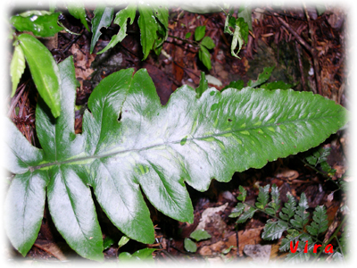 按此在新視窗瀏覽圖片