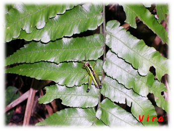 按此在新視窗瀏覽圖片