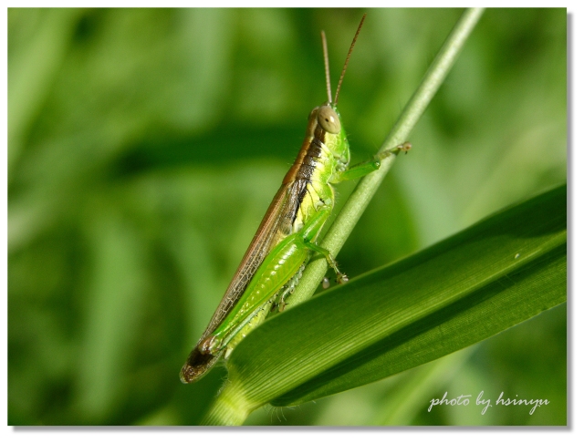 按此在新視窗瀏覽圖片