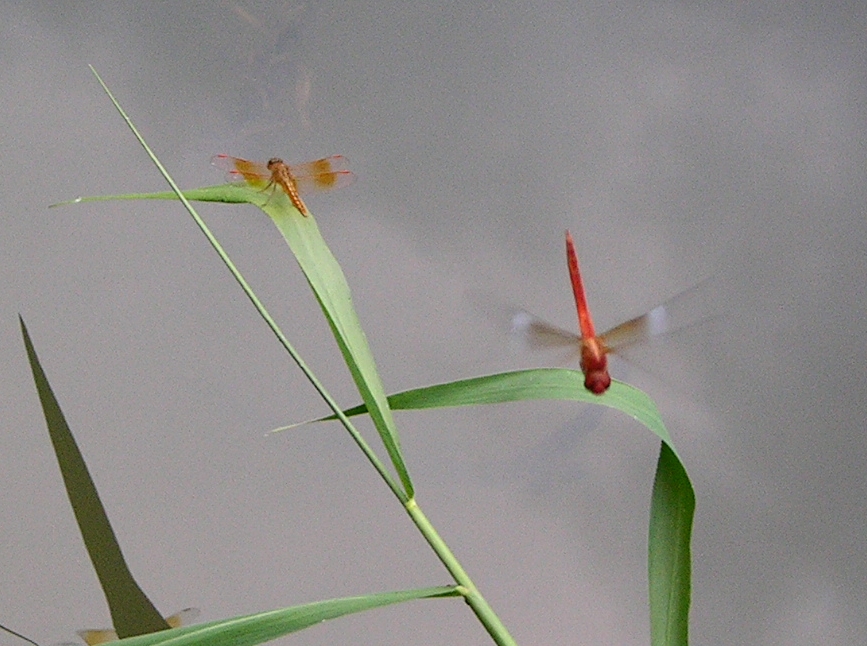 按此在新視窗瀏覽圖片