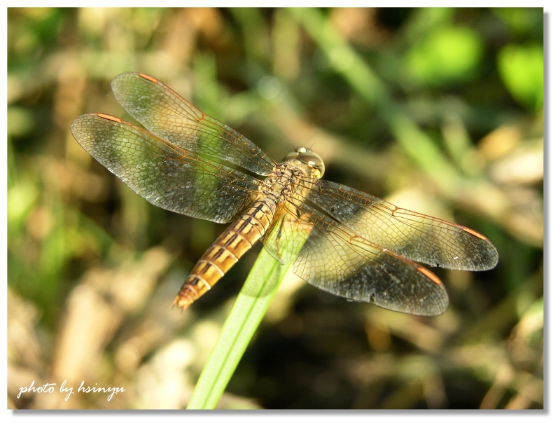 按此在新視窗瀏覽圖片