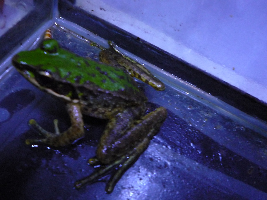 «ö¦¹¦b·sµøµ¡ÂsÄý¹Ï¤ù