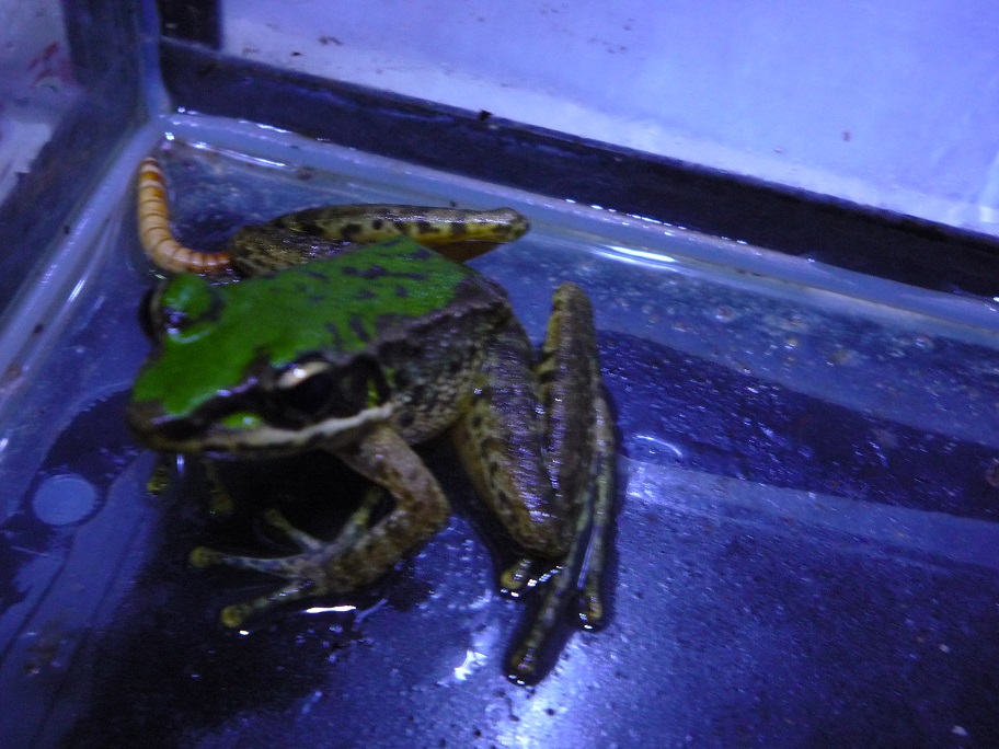 «ö¦¹¦b·sµøµ¡ÂsÄý¹Ï¤ù