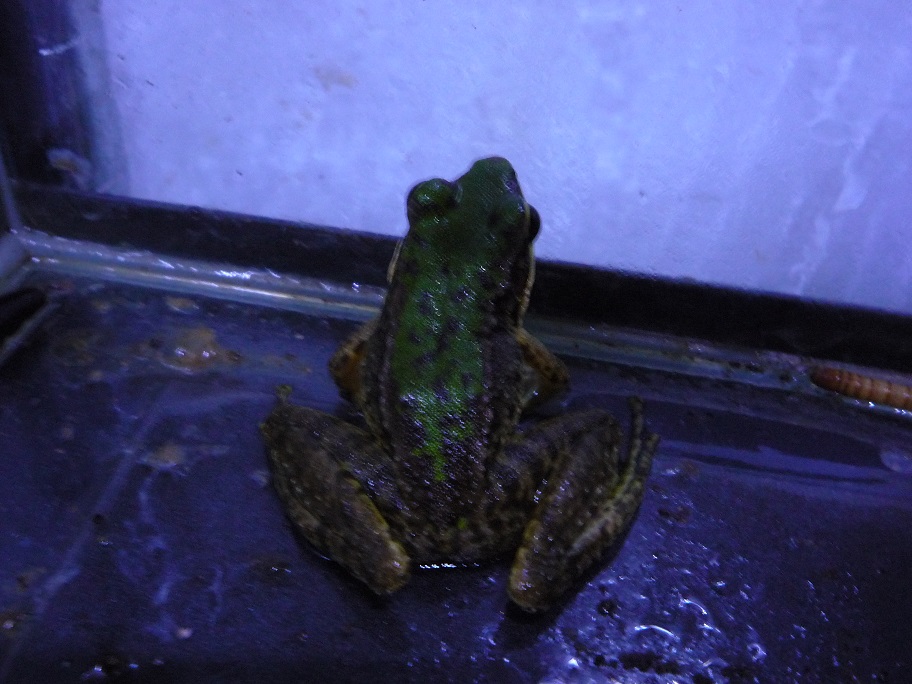 «ö¦¹¦b·sµøµ¡ÂsÄý¹Ï¤ù