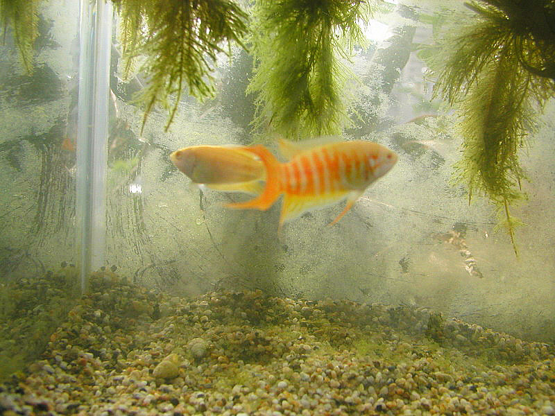 «ö¦¹¦b·sµøµ¡ÂsÄý¹Ï¤ù