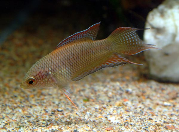 «ö¦¹¦b·sµøµ¡ÂsÄý¹Ï¤ù