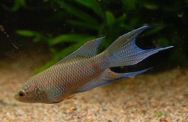 «ö¦¹¦b·sµøµ¡ÂsÄý¹Ï¤ù