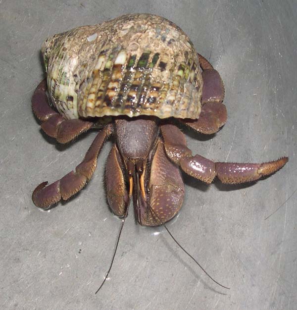 «ö¦¹¦b·sµøµ¡ÂsÄý¹Ï¤ù