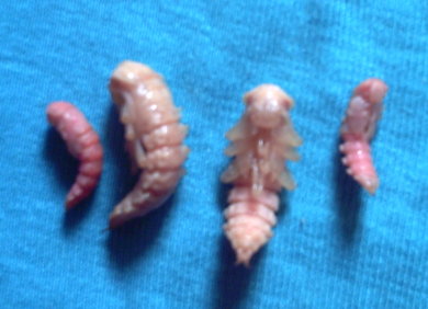 «ö¦¹¦b·sµøµ¡ÂsÄý¹Ï¤ù