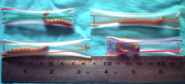 «ö¦¹¦b·sµøµ¡ÂsÄý¹Ï¤ù