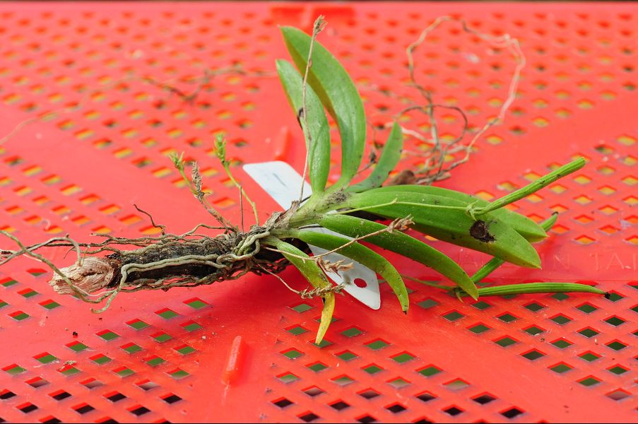 «ö¦¹¦b·sµøµ¡ÂsÄý¹Ï¤ù