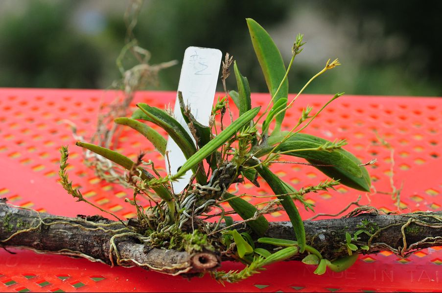 «ö¦¹¦b·sµøµ¡ÂsÄý¹Ï¤ù