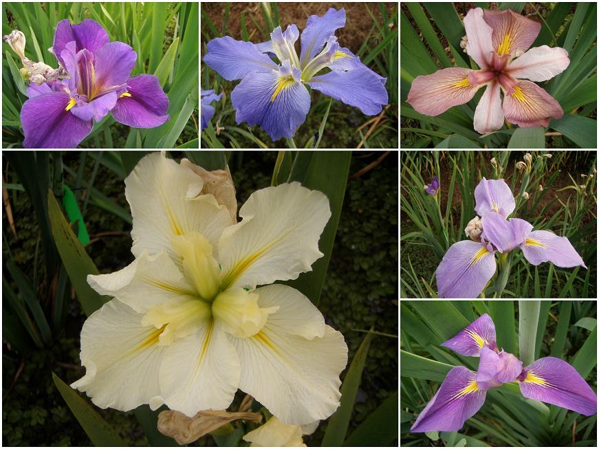 «ö¦¹¦b·sµøµ¡ÂsÄý¹Ï¤ù