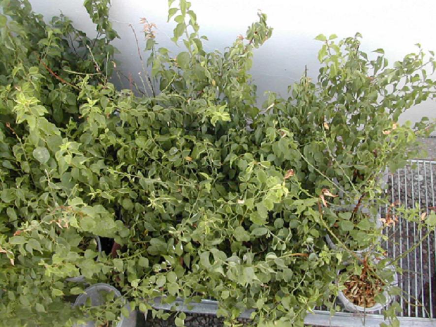 «ö¦¹¦b·sµøµ¡ÂsÄý¹Ï¤ù