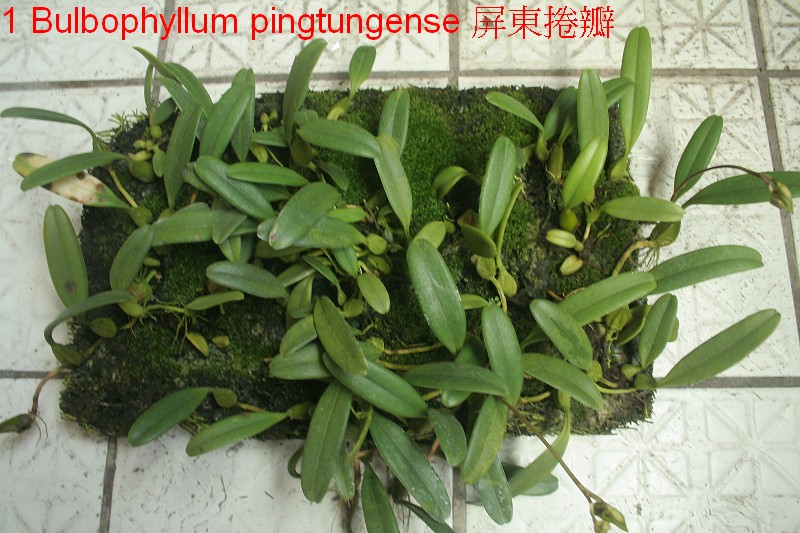 «ö¦¹¦b·sµøµ¡ÂsÄý¹Ï¤ù