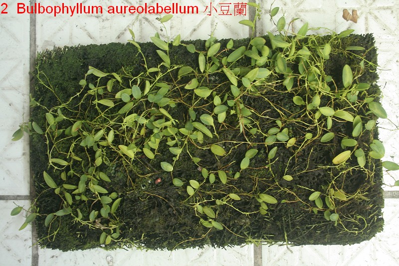 «ö¦¹¦b·sµøµ¡ÂsÄý¹Ï¤ù