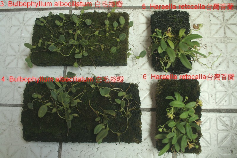 «ö¦¹¦b·sµøµ¡ÂsÄý¹Ï¤ù