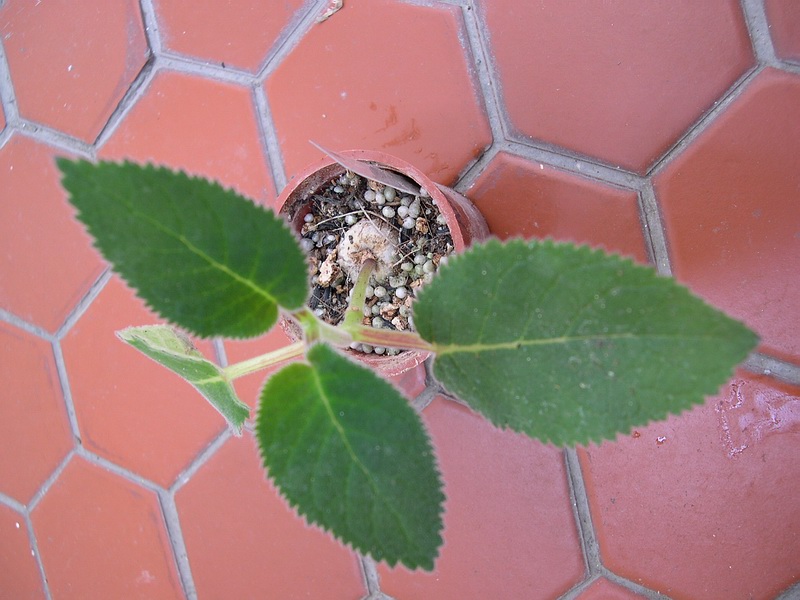 «ö¦¹¦b·sµøµ¡ÂsÄý¹Ï¤ù