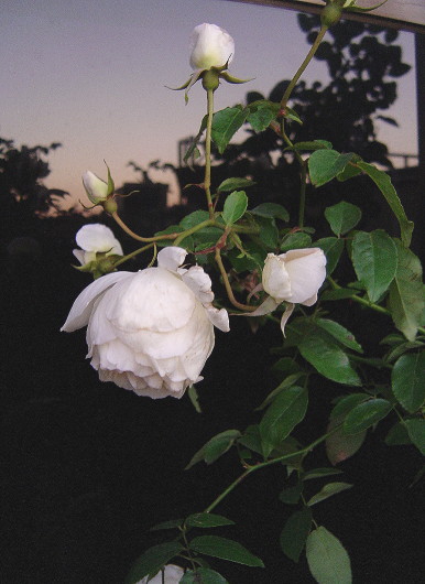 «ö¦¹¦b·sµøµ¡ÂsÄý¹Ï¤ù