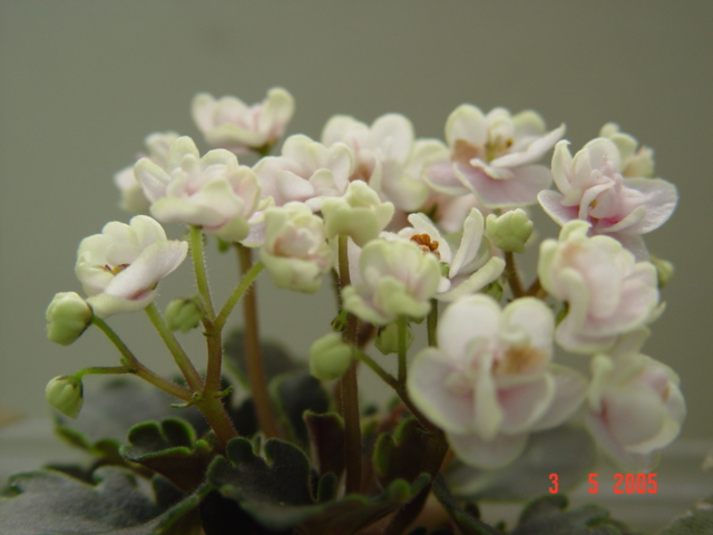 «ö¦¹¦b·sµøµ¡ÂsÄý¹Ï¤ù