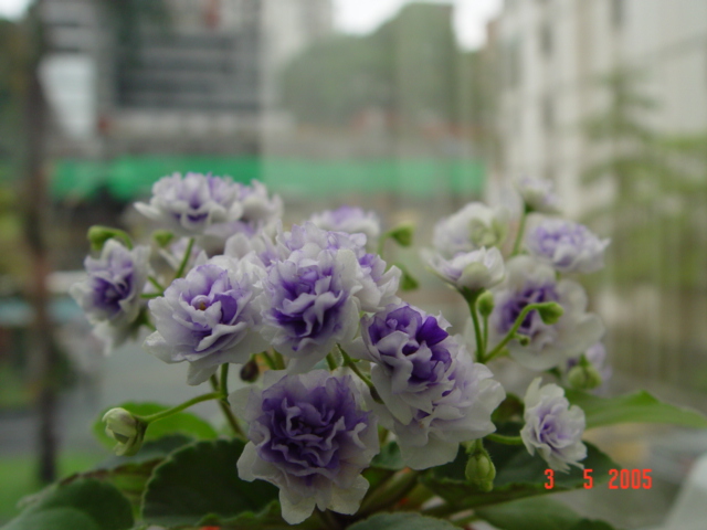 «ö¦¹¦b·sµøµ¡ÂsÄý¹Ï¤ù