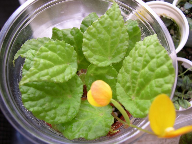 «ö¦¹¦b·sµøµ¡ÂsÄý¹Ï¤ù