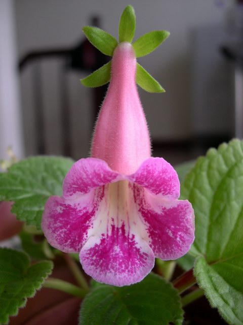 «ö¦¹¦b·sµøµ¡ÂsÄý¹Ï¤ù