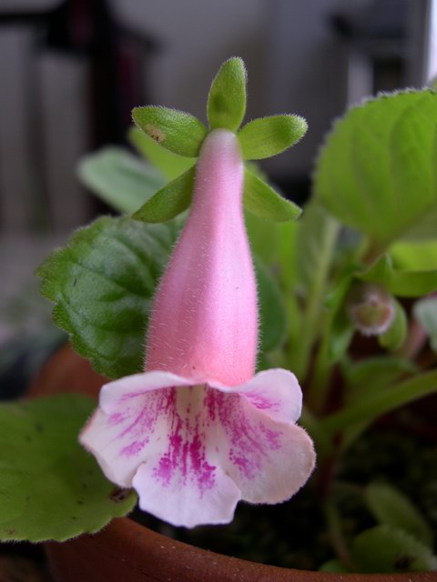 «ö¦¹¦b·sµøµ¡ÂsÄý¹Ï¤ù