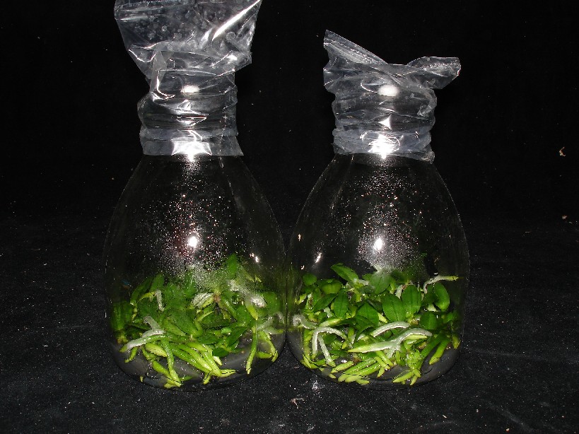 «ö¦¹¦b·sµøµ¡ÂsÄý¹Ï¤ù